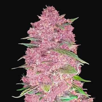 Purple Lemonade cannabis flower bud in pink-purple shade with black background