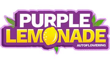 Purple Lemonade logo with white-purple-yellow text and one yellow lemon on it
