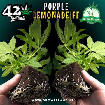 2 hands holding 2 Purple Lemonade FF seedling with dark green background, green grow island logo in the upper right corner, Fast buds logo in the left upper corner, seedling name text in the upper middle and growisland.at in the lower middle