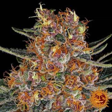 Purple Punch  cannabis flower bud with black background and orange barneys farm sun logo in the right lower corner