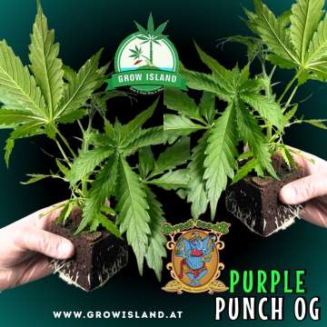 two hands holding two Purple Punch OG seedling with dark green background, green grow island logo in the upper middle, sweet seeds elephant logo in the right lower middle, seedling name text in the right lower corner