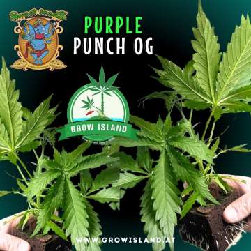 two hands holding two Purple Punch OG seedling with dark green background, green grow island logo in the middle, sweet seeds elephant logo in the left upper corner, seedling name text in the upper middle