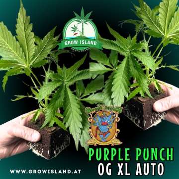 two hands holding two Purple Punch OG XL AUTO seedling with dark green background, green grow island logo in the upper middle, sweet seeds elephant logo in the right lower middle, seedling name text in the right lower corner