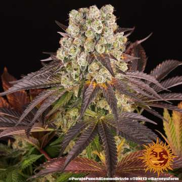 Purple Punch x Lemon Drizzle cannabis flower bud with black background and orange barneys farm sun logo in the right lower corner
