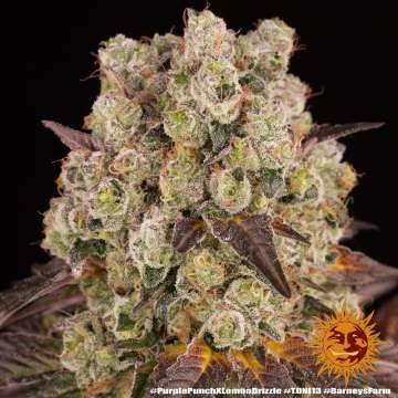 Purple Punch x Lemon Drizzle cannabis flower bud with black background and orange barneys farm sun logo in the right lower corner