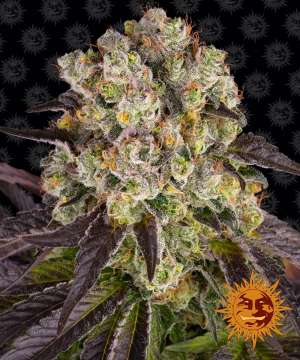 Purple Punch x Lemon Drizzle cannabis flower bud with black background and orange barneys farm sun logo in the right lower corner