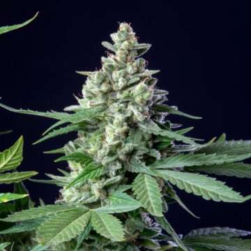 Easy Bud cannabis flower bud with black background