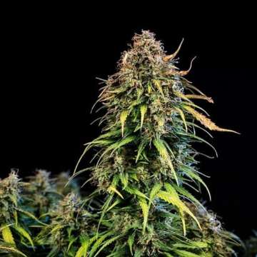 Haze Berry cannabis flower bud with black background