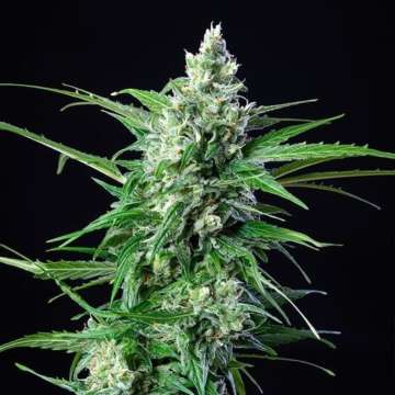 Royal AK cannabis flower bud with black background