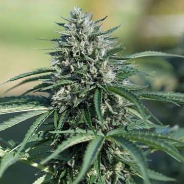 Royal Cookies cannabis flower bud