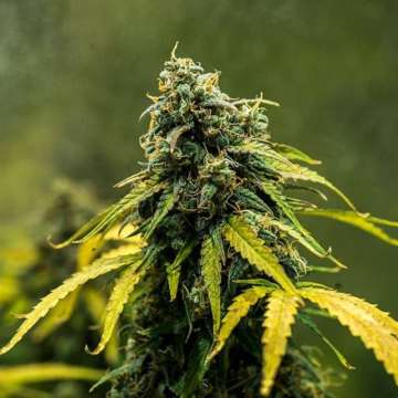 Royal Haze cannabis flower bud with green background