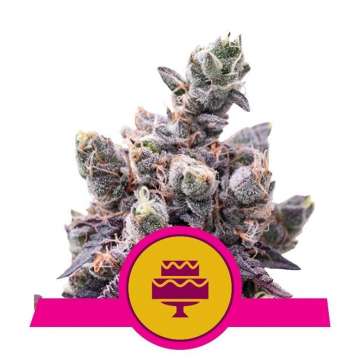 Wedding Gelato cannabis flower bud with purple shades and a yellow circle logo in front of that has pink border and pink cake inside