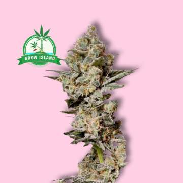 Sensi 32 Research from Sensi Seeds hemp flower with hell rose background and green grow island logo in the left upper corner