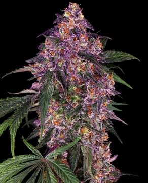 Sensi Purple Kush hemp flower with purple bud