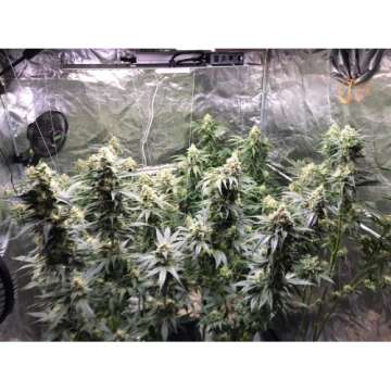 Kosher Haze hemp flower buds