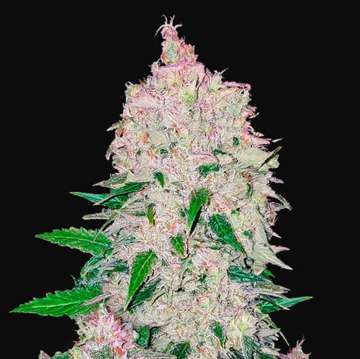 Stardawg Auto cannabis flower bud with black background