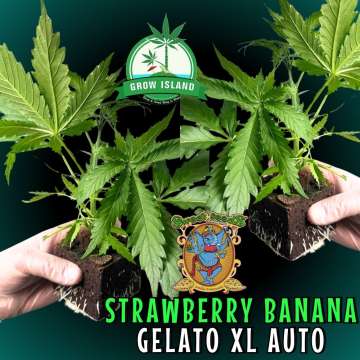 two hands holding two Strawberry Banana Gelato XL AUTO seedling with dark green background, green grow island logo in the upper middle, sweet seeds elephant logoin the right lower middle, seddling name text in the right lower corner
