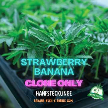 Strawberry Banana Hanfstecklinge auf einem Tablett — Grow Island,  Reserva Privada  (bubble gum x banana kush)