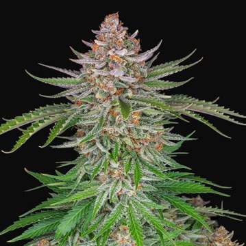 Strawberry Pie cannabis flower bud with a light pink shade and black background