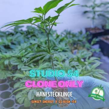Studio 54 Hanfstecklinge auf einem Tablett — Grow Island,  deep east farms  (sunset sherbet x oz kush #54)