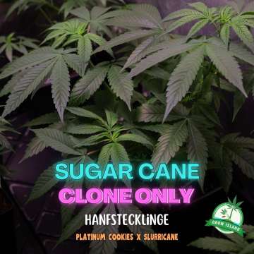Sugar cane Hanfstecklinge auf einem Tablett — Grow Island, in house genetics   (platinum x slurricane)