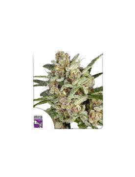 Super Mad Sky Floater hemp flower bud