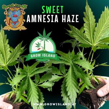 two hands holding two Sweet Amnesia Haze seedling with dark green background, green grow island logo in the middle, sweet seeds elephant logo in the left upper corner, seedling name text in the upper middle