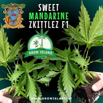 two hands holding two Sweet Mandarine Zkittlez F1 seedling with dark green background, green grow island logo in the middle, sweet seeds elephant logo in the left upper corner, seedling name text in the upper middle