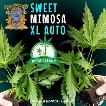 two hands holding two Sweet Mimosa XL Auto seedling with dark green background, green grow island logo in the middle, sweet seeds elephant logo in the left upper corner, seedling name text in the upper middle
