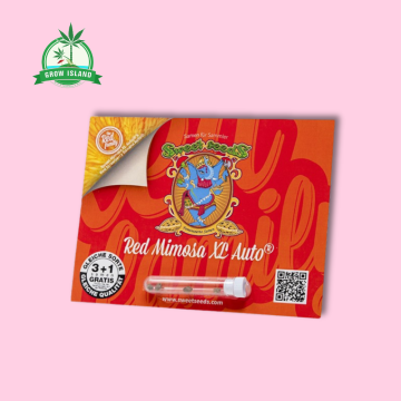 red mimiosa XL auto Seeds in plastic holder on a red paper with sweet seeds elephant logo and pink background and green Grow Island logo in the left corner