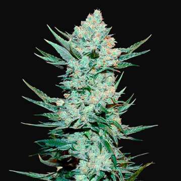 Tangie Matic cananbis flower bud with black background