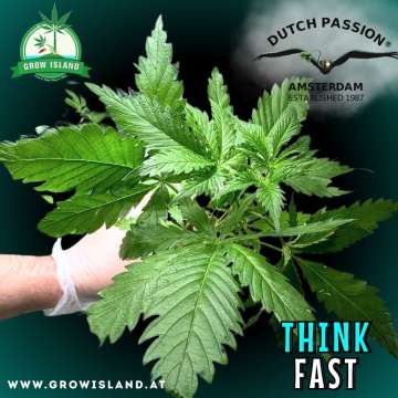 a hand is holding think fast seedling with dark green background, green grow island logo in the upper left corner, dutch passion logo in the right upper corner, seedling name text in the lower right corner and growisland.at in the lower left corner