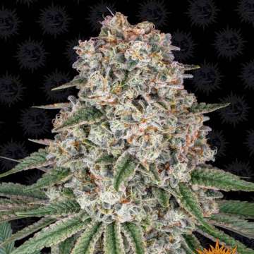Tropicanna Banana  cannabis flower bud with black background and orange barneys farm sun logo in the right lower corner