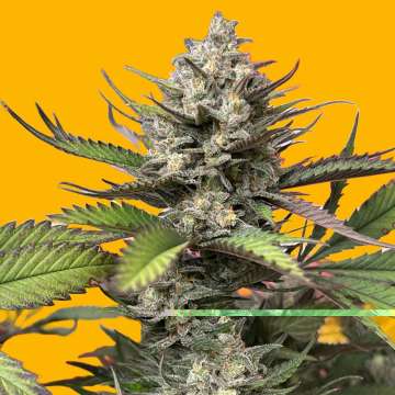 GG4 Sherbet FF hemp florwer