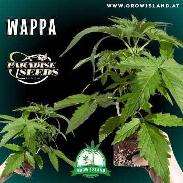 two hands are holding Wappa seedlings with dark green background, green grow island logo in the lower left corner, paradise seeds logo in the left upper corner, seedling name text in the upper left corner and growisland.at in the lower middle