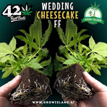 2 hands holding 2 Wedding Cheesecake FF seedling with dark green background, green grow island logo in the upper right corner, Fast buds logo in the left upper corner, seedling name text in the upper middle and growisland.at in the lower middle