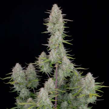 Wedding Cheesecake cannabis flower buds with black background