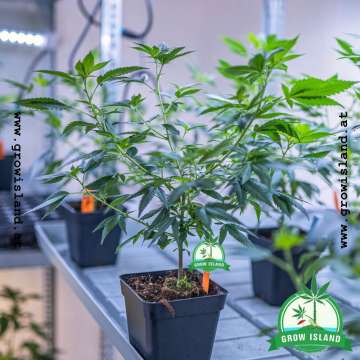White Russian Hanfpflanze im schwarzen Topf auf dem Grow Island Tisch, kräftig und vital in der Wachstumsphase.