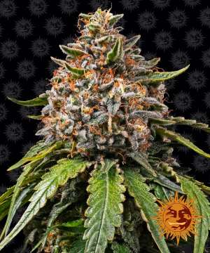 White Widow XXL cannabis flower bud with black background and orange barneys farm sun logo in the right lower corner