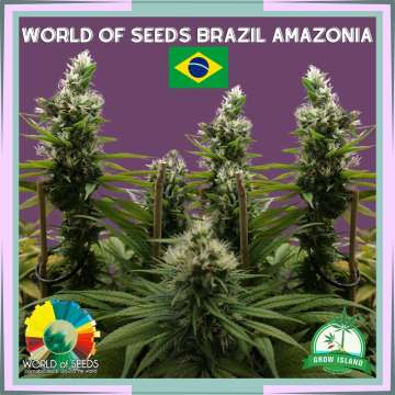 Brazil Amazonia hemp flower bud