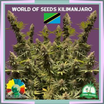 Kilimanjaro hemp flower bud