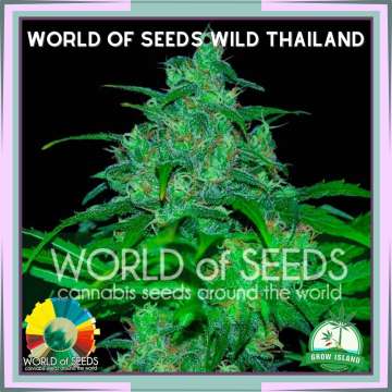 Wild Thailand hemp flower bud