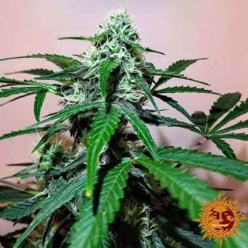 Zkittlez OG  cannabis flower bud with pink background and orange barneys farm sun logo in the right lower corner