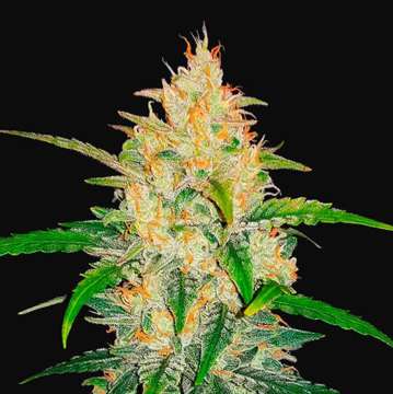 Zkittlez cannabis flower bud with black background